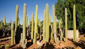 Jardin botanique Botanicactus