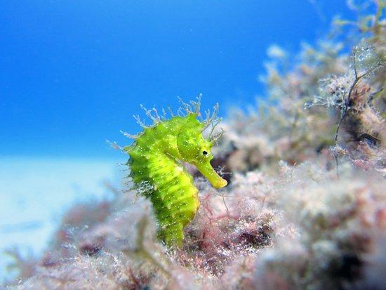East Coast Divers Mallorca